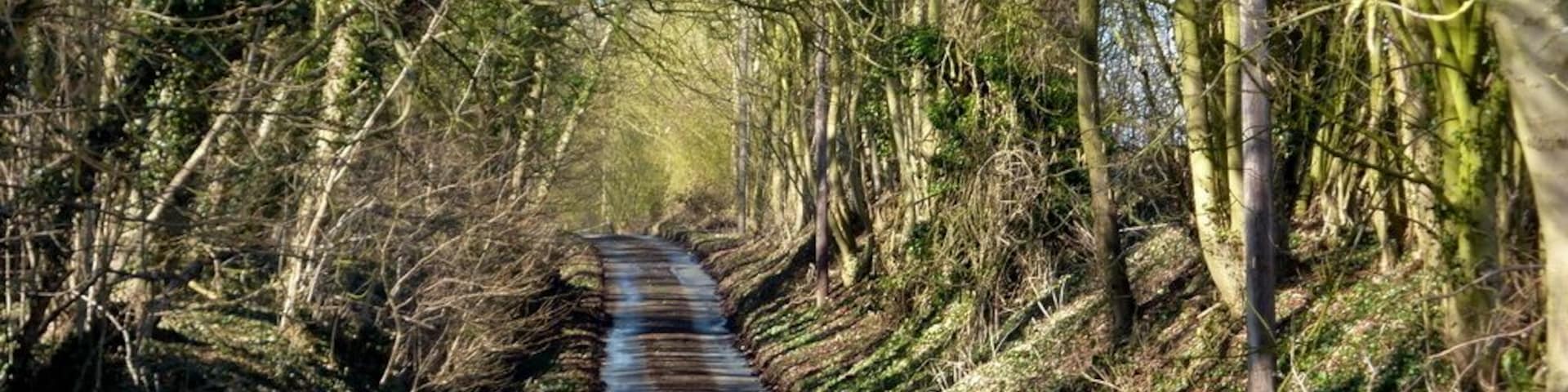 A narrow, tree-lined road with dense foliage on both sides.