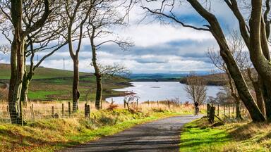 Cyclist and trees, Dalry, North Ayrshire, Scotland, UK
