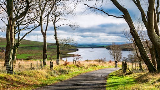 Cyclist and trees, Dalry, North Ayrshire, Scotland, UK