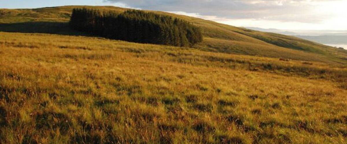 Circular wood Circular wood on wet moorland behind Largs on the Clyde coast.