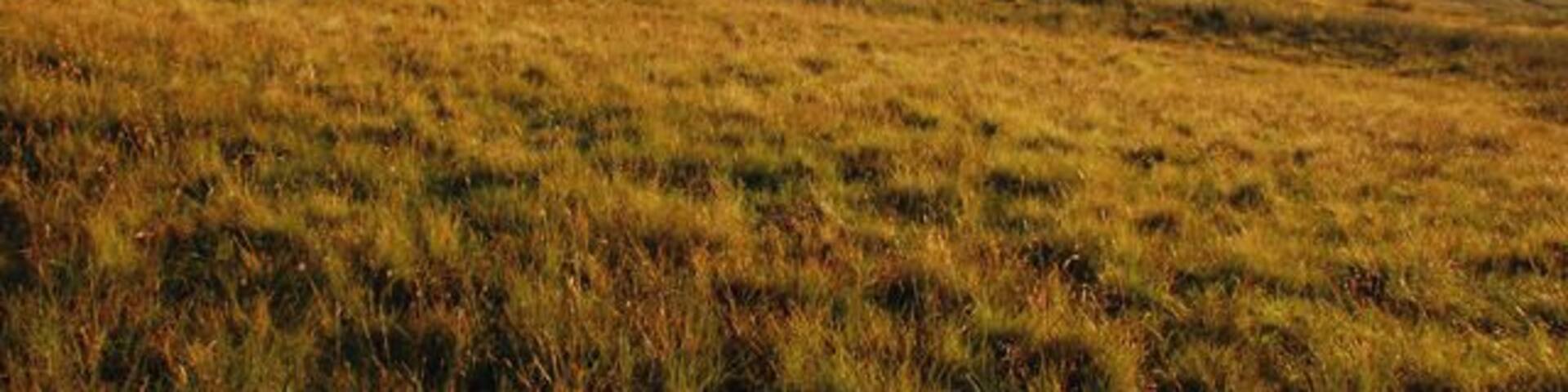 Circular wood Circular wood on wet moorland behind Largs on the Clyde coast.