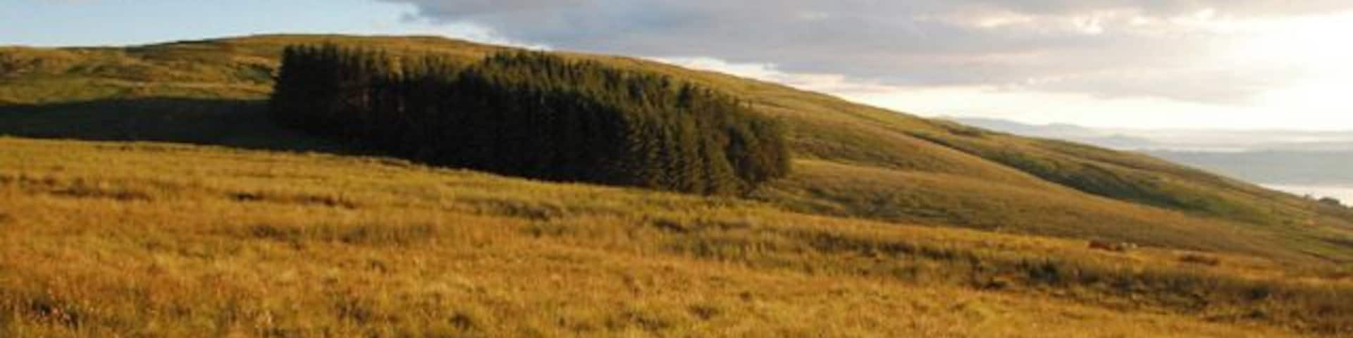 Circular wood Circular wood on wet moorland behind Largs on the Clyde coast.