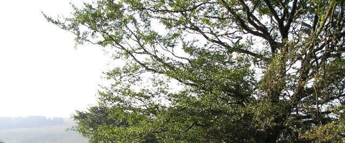 Stone Wall. Boundary wall to Kelburn Estate lit by the morning sun.