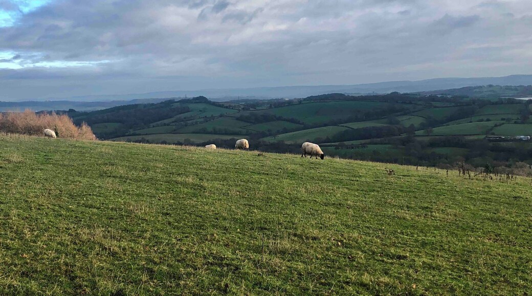 A sunny winter’s walk in Pontypool Park.