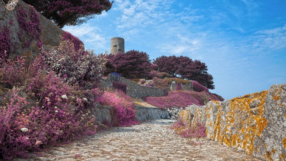 A stone pathway leading to a tower amidst purple flowering bushes and trees.