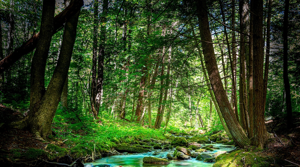 Beautiful Mountain Stream Flowing Through the Northern Pennsylvania Hemlock Forest