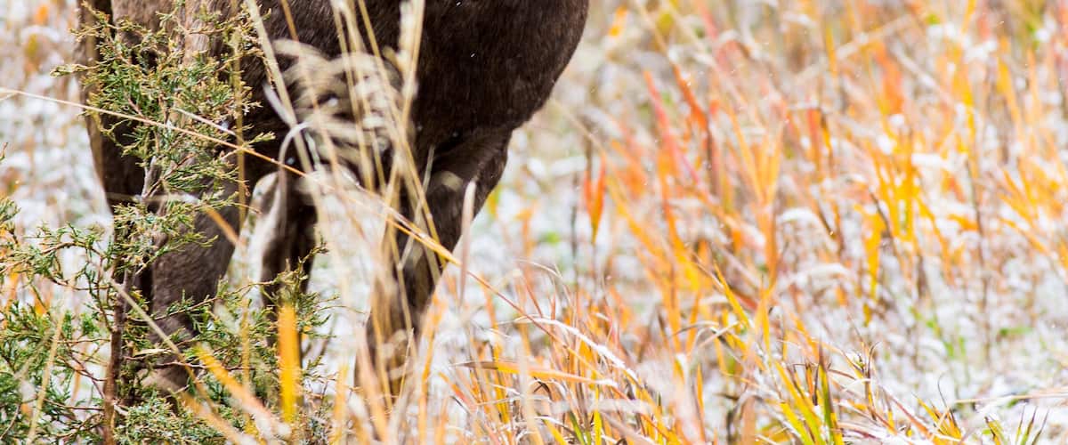 A bighorn sheep ewe grazes in Rock Creek, Montana.