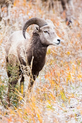 A bighorn sheep ewe grazes in Rock Creek, Montana.