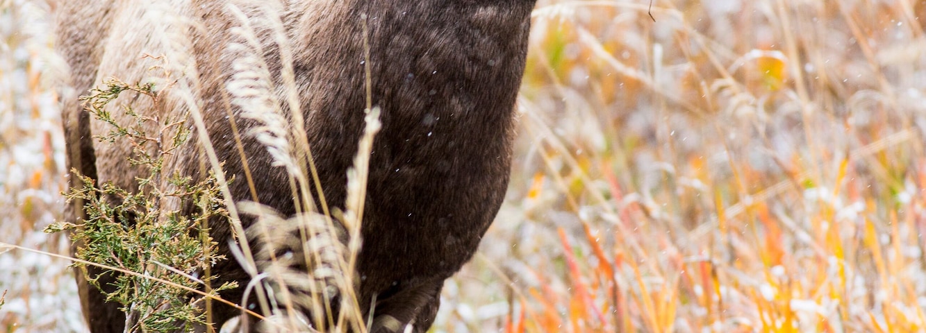 A bighorn sheep ewe grazes in Rock Creek, Montana.