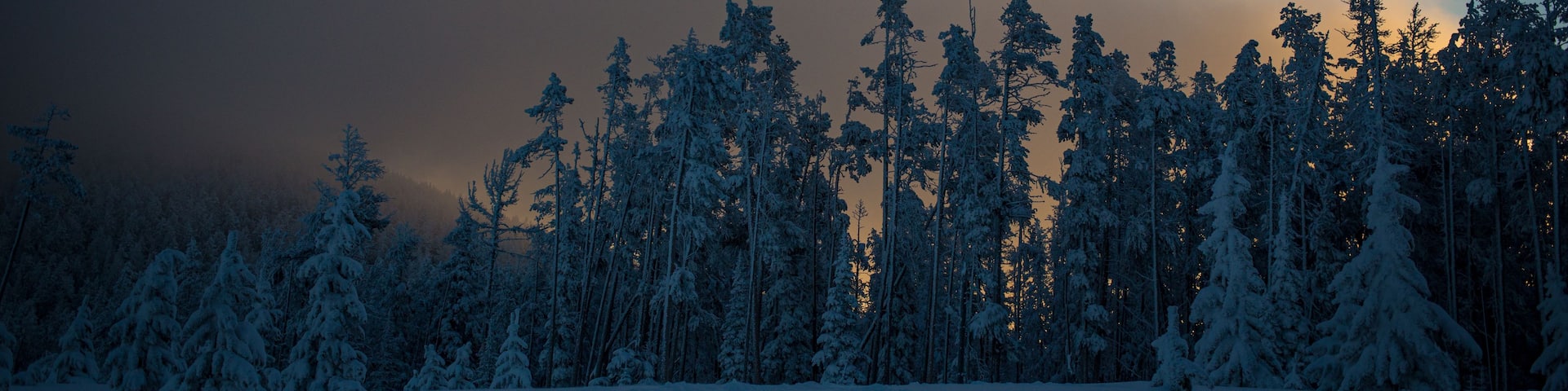 A snowy forest with tall trees and a cloudy sky.