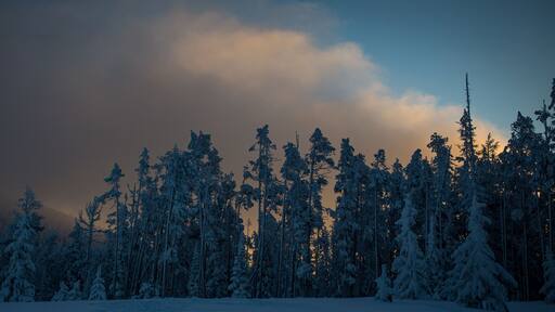 A snowy forest with tall trees and a cloudy sky.