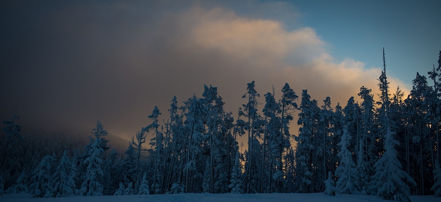 En snötäckt skog med höga träd och en molnig himmel.