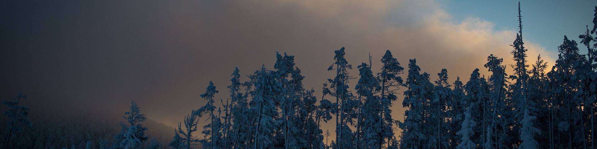 Un bosque nevado con árboles altos y un cielo nublado.