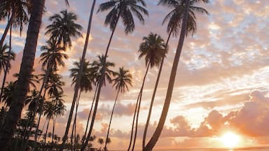 #Takeahike with me along La Entrada in the Dominican Republic. You'll find a beautiful beach lined with palms.