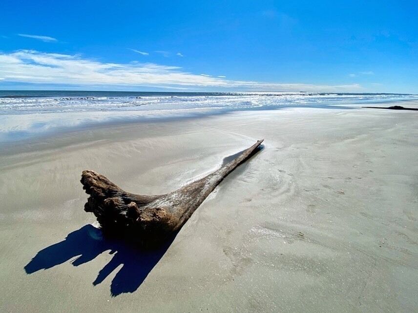 Beach driftwood on Hilton Head Island.