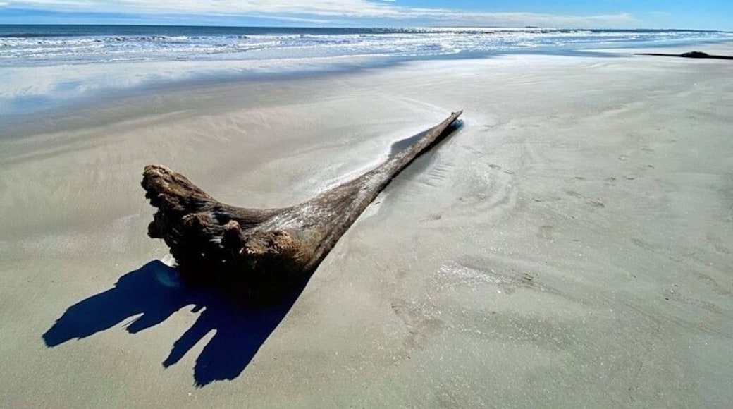 Beach driftwood on Hilton Head Island.