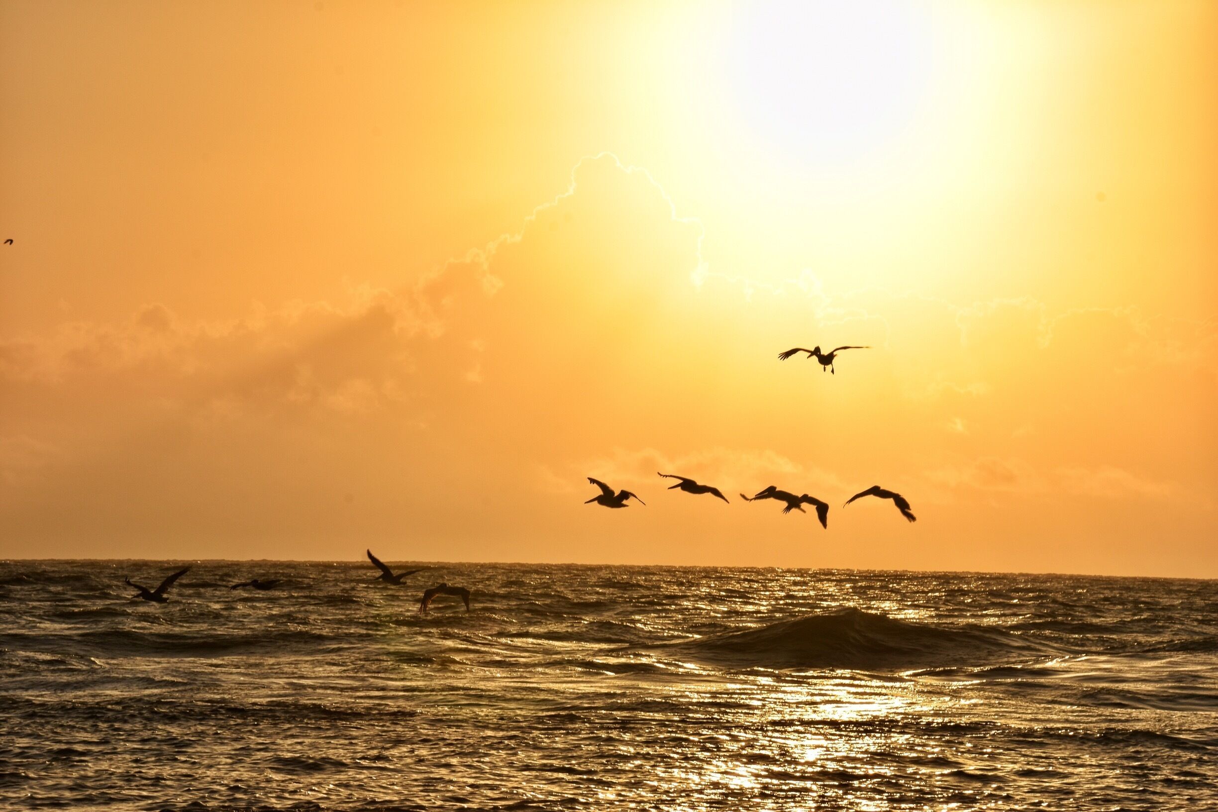 Pelicans at sunrise.