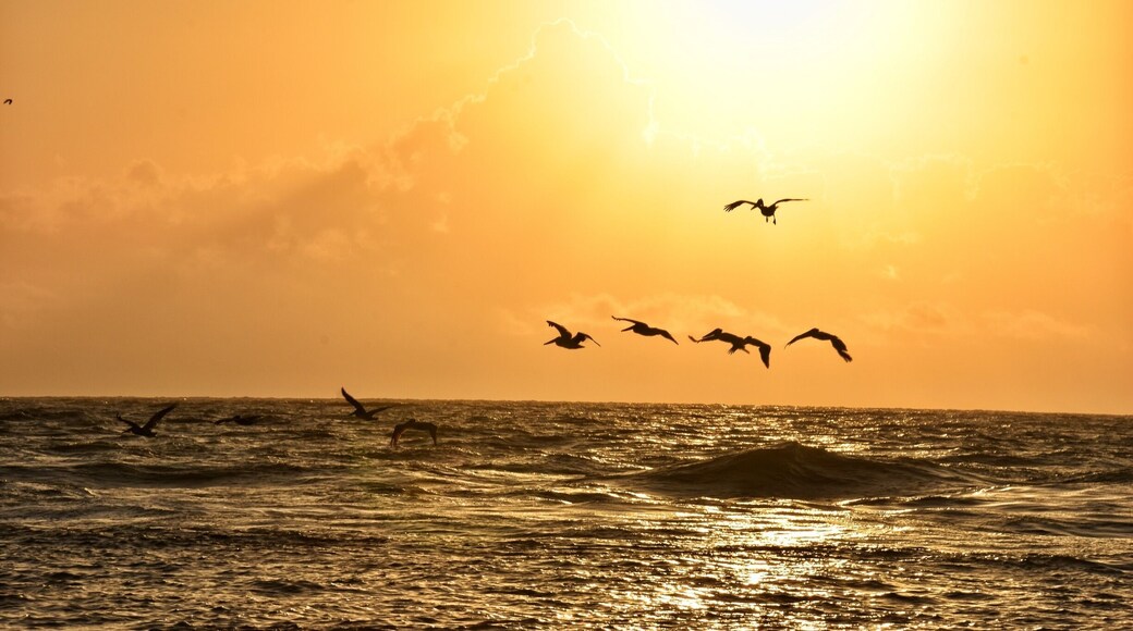 Pelicans at sunrise.