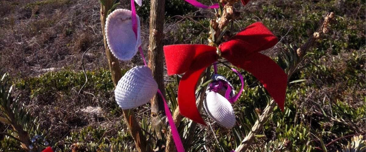 A stroll on the beach during be holiday season led me to this "tree"