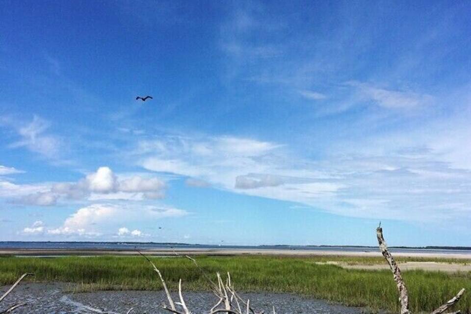 Un pájaro volando sobre un paisaje pantanoso con cielo azul despejado y un árbol caído en primer plano.