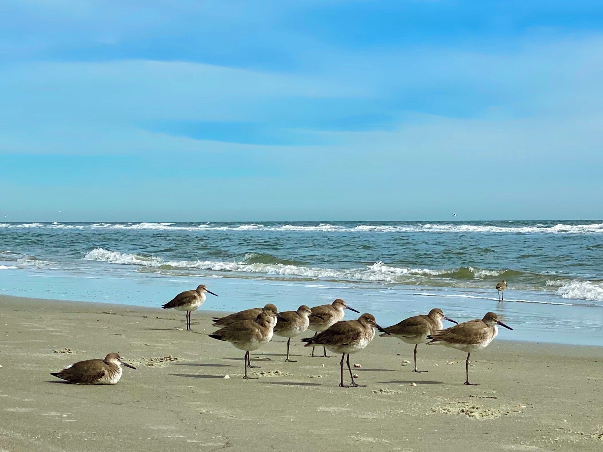Plovers on the watch.