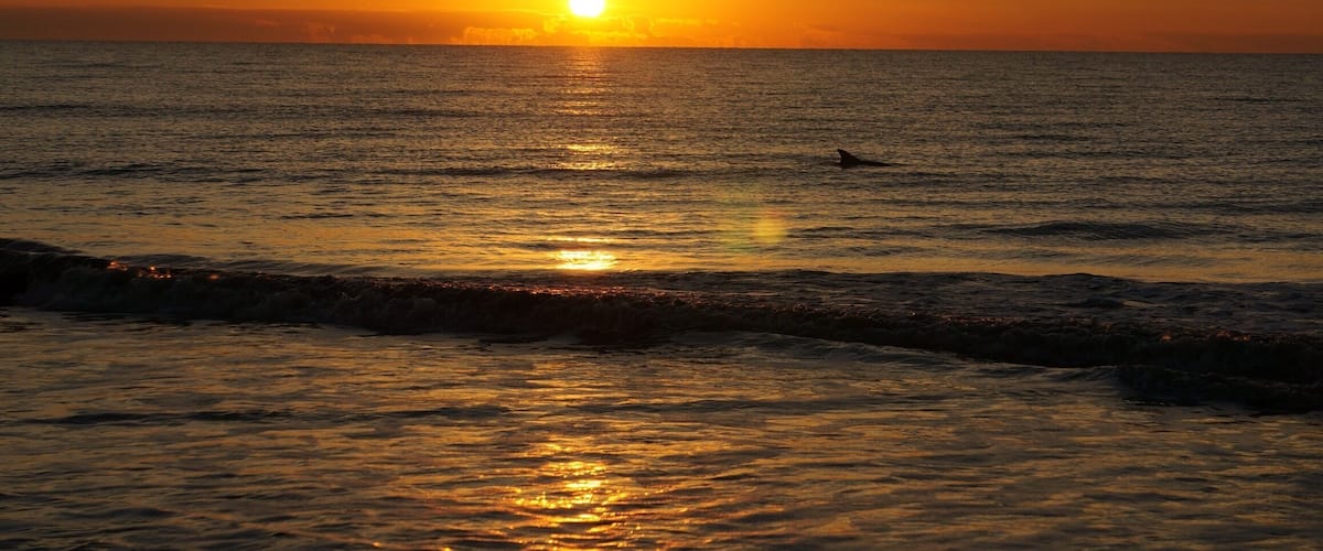 Beautiful sunrise with a dolphin popping up to say hi.