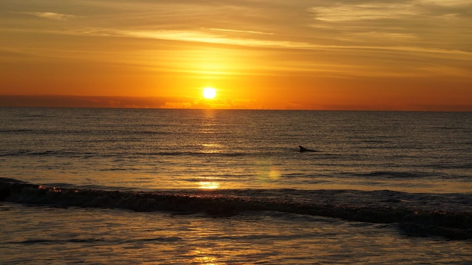 Beautiful sunrise with a dolphin popping up to say hi.