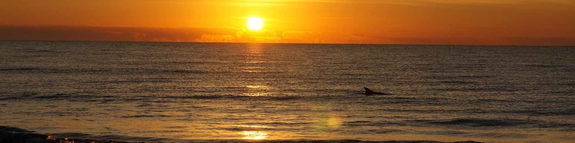 Beautiful sunrise with a dolphin popping up to say hi.