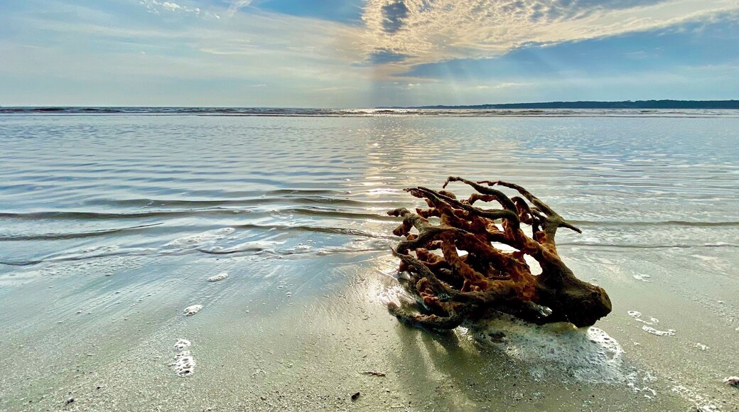 It’s unusual to see large coral washed up on the beach around here. 😎