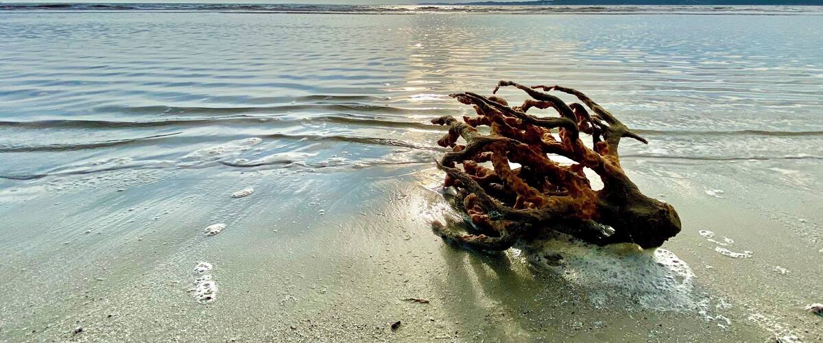 It’s unusual to see large coral washed up on the beach around here.  😎