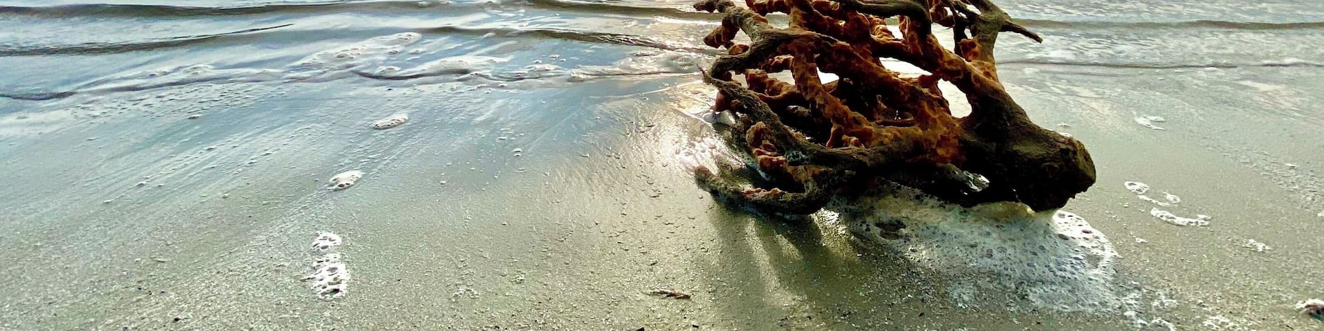 It’s unusual to see large coral washed up on the beach around here. 😎