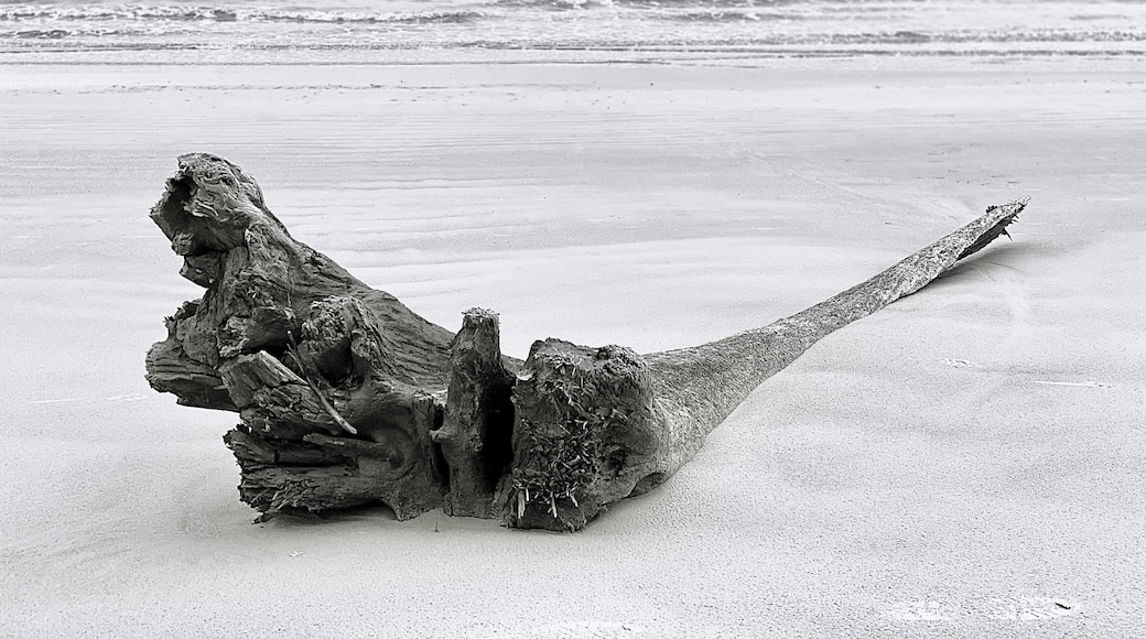 Beach driftwood on Hilton Head Island.