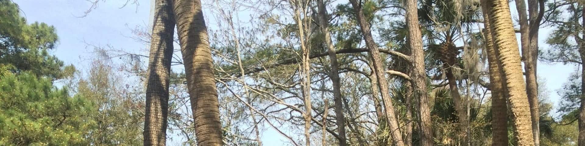 If you rent bikes for the day from Bicycle Billy's at Coligny Circle you can ride them through the entire island- and be sure not to miss the Spanish moss and alligators lining the paths.