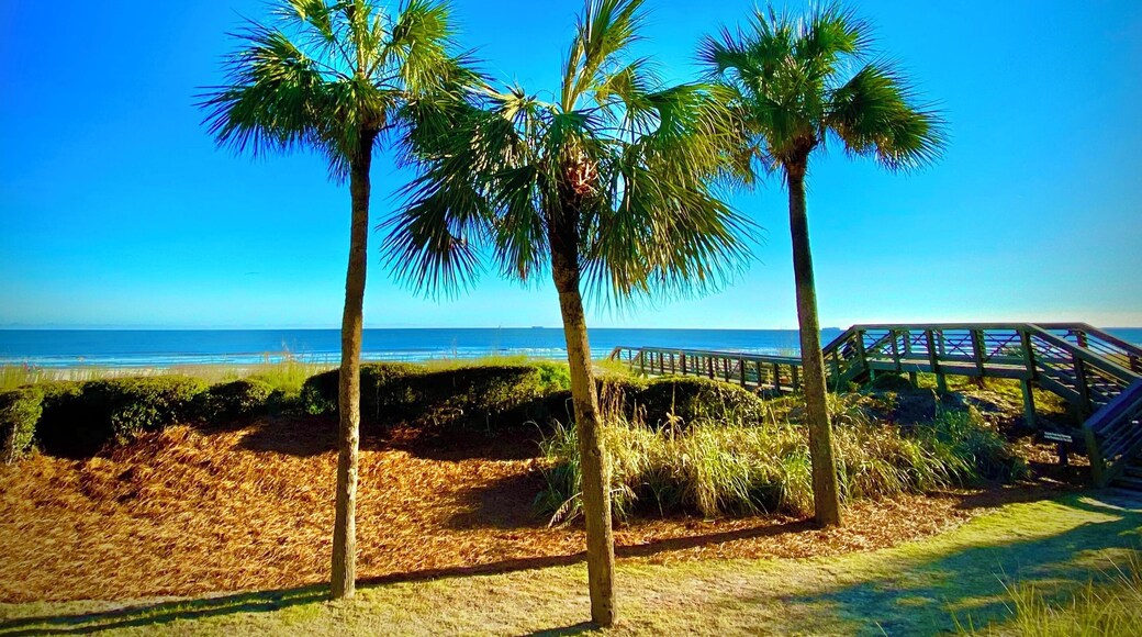Three palmettos.