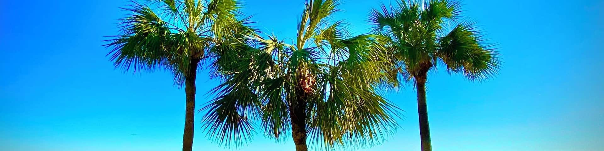Three palmettos.
