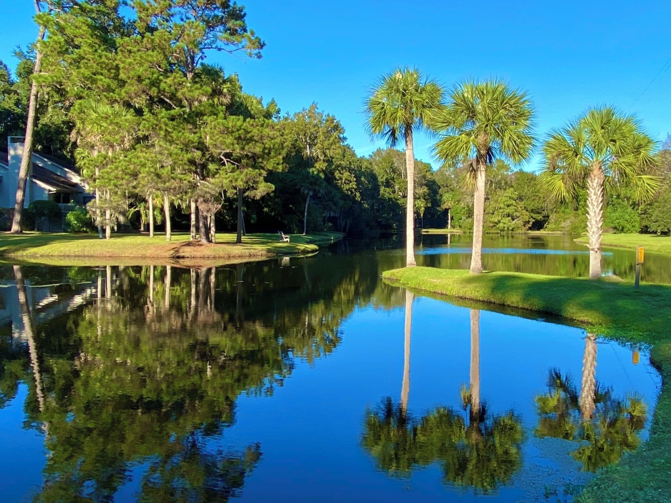 A reflection of three Palmettos.