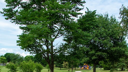 015-park_landscape-ankeny-30jul20-08x12-008-400-7441