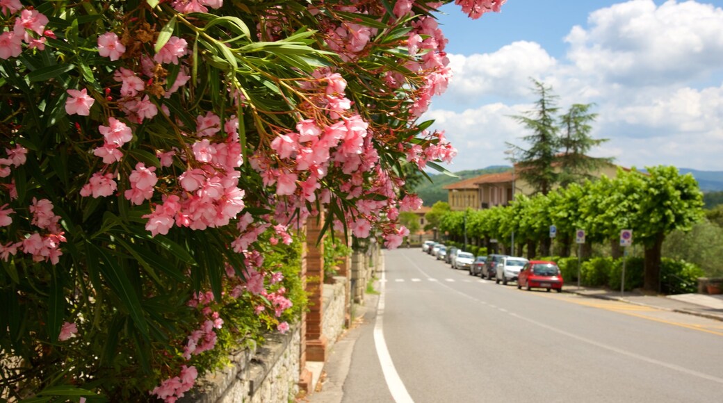 Radda in Chianti montrant fleurs