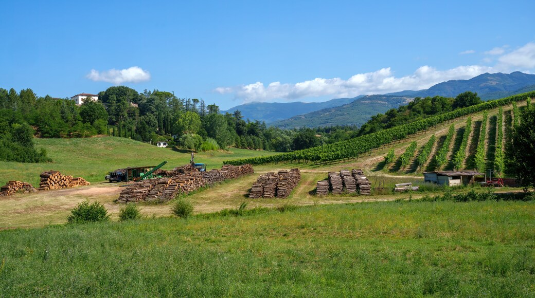 Rural landscape near Terranuova Bracciolini Tuscany