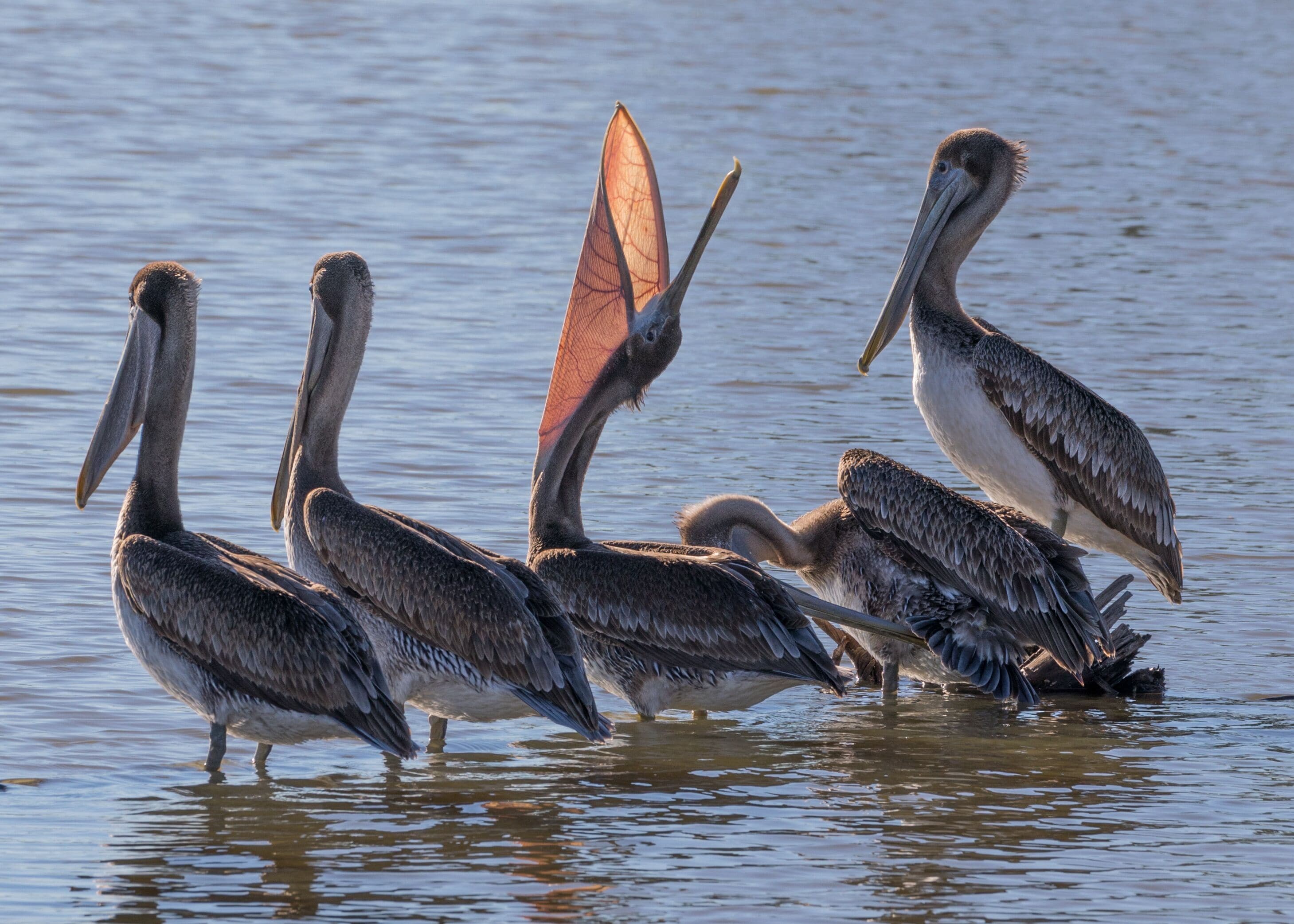 Brown Pelicans of Kings Harbor