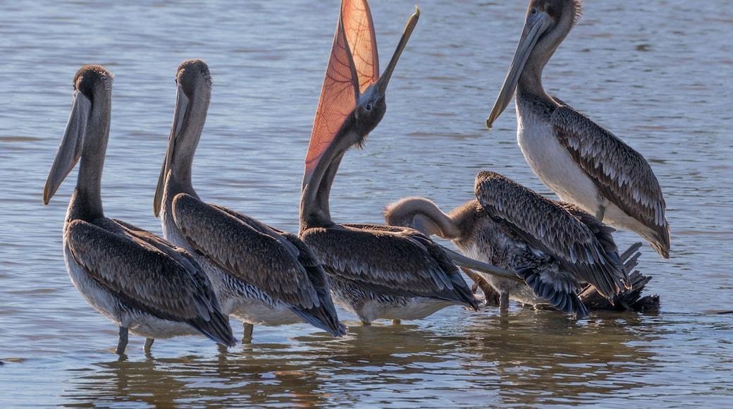 Brown Pelicans of Kings Harbor