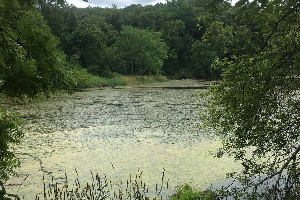A river surrounded by dense forest.