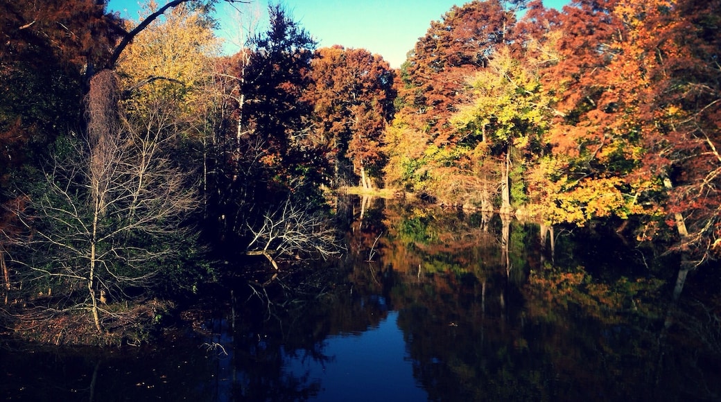 Along the Tar River, beginning at Sunset Park, is the river walk. It's beautiful on a cool, Fall day.
