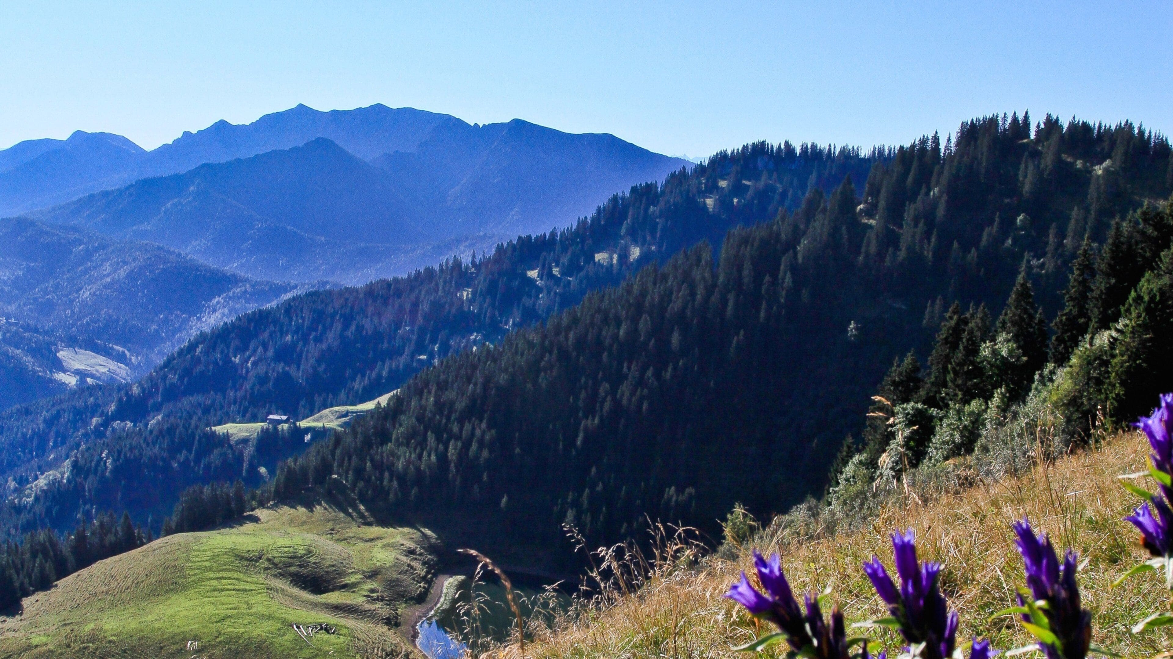 A mountainous landscape with a river, dense forests, and purple flowers.