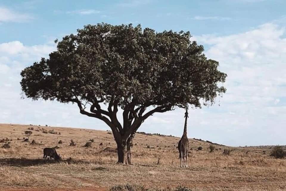 Eine Giraffe steht unter einem großen Baum in einer grasbewachsenen Savanne.