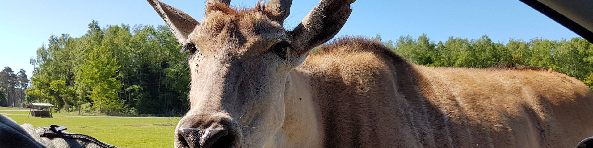 Serengeti Park Germany ( Hodenhagen)
