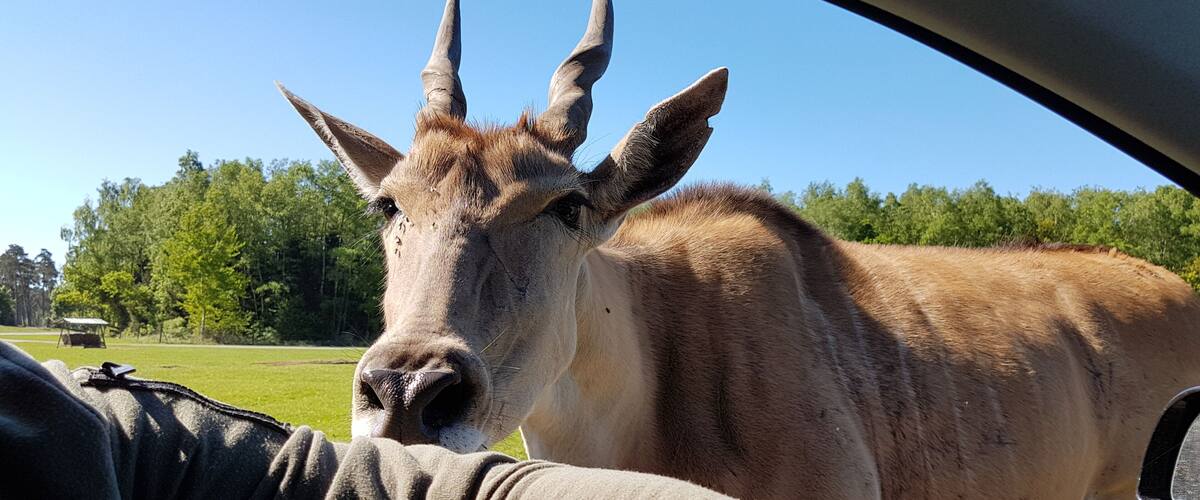 A close-up of a person's arm and a brown goat with horns, with a green field and trees in the background.