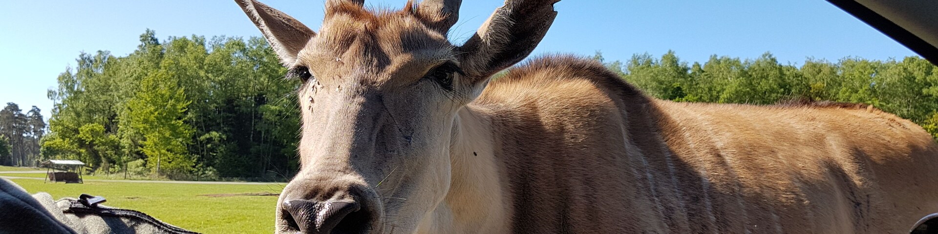 A close-up of a person's arm and a brown goat with horns, with a green field and trees in the background.