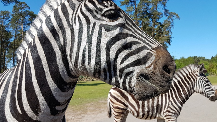 Serengeti Park Germany ( Hodenhagen)