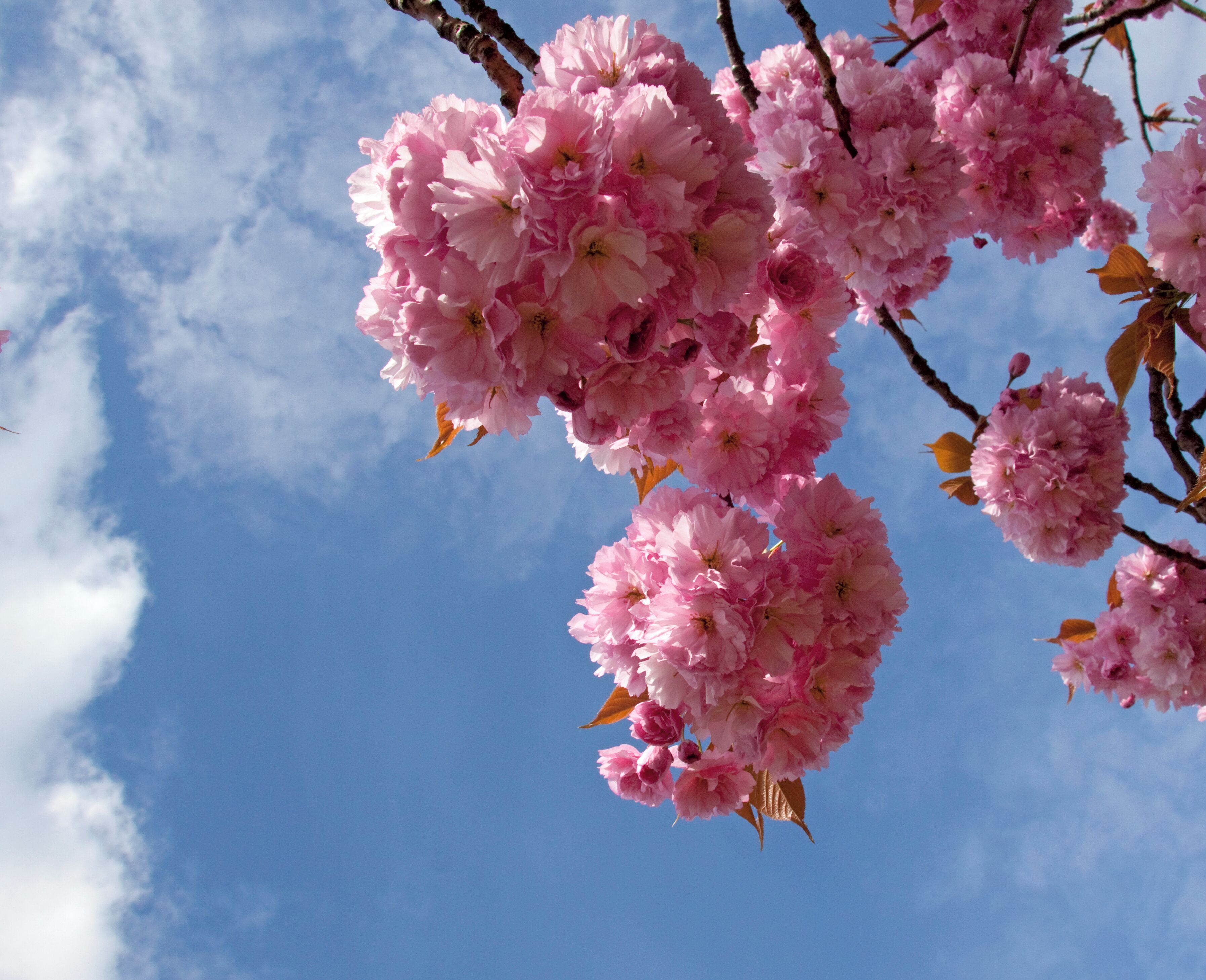 Pink Cherry Blossom 1